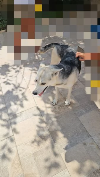 Patty stupenda con cani gatti e bimbi  | Foto 0