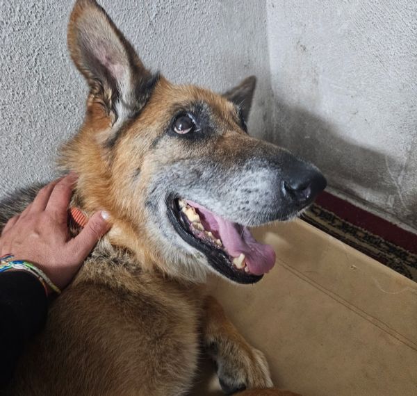 Nonna Tilda dolcissima con cani gatti e bimbi 