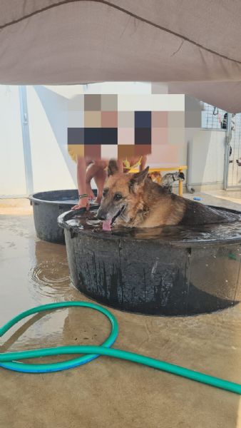 Nonna Tilda dolcissima con cani gatti e bimbi  | Foto 3