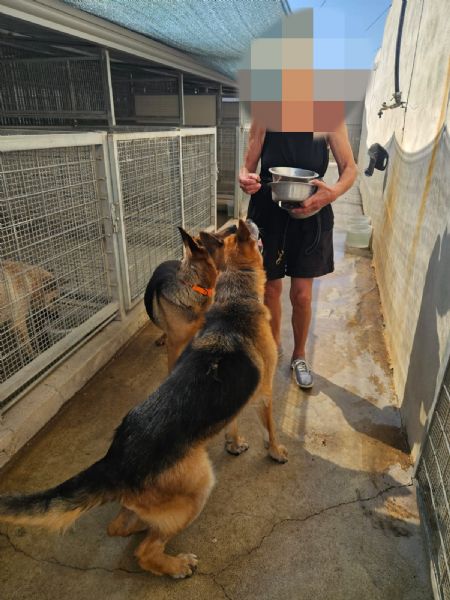 Nonna Tilda dolcissima con cani gatti e bimbi  | Foto 2