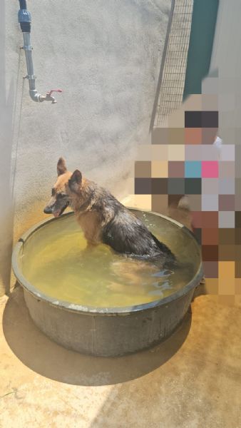Nonna Tilda dolcissima con cani gatti e bimbi  | Foto 1
