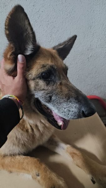 Nonna Tilda dolcissima con cani gatti e bimbi  | Foto 0