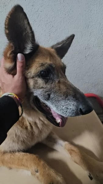 Nonna Tilda dolcissima con cani gatti e bimbi  | Foto 0