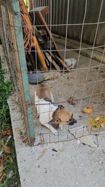 Stellina 6 mesi taglia piccola  | Foto 0