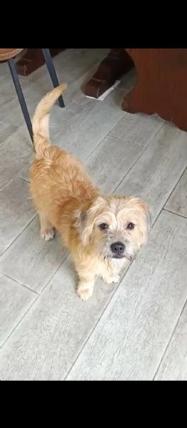 Chicco cucciolotto taglia piccola socievole con cani e gatti 