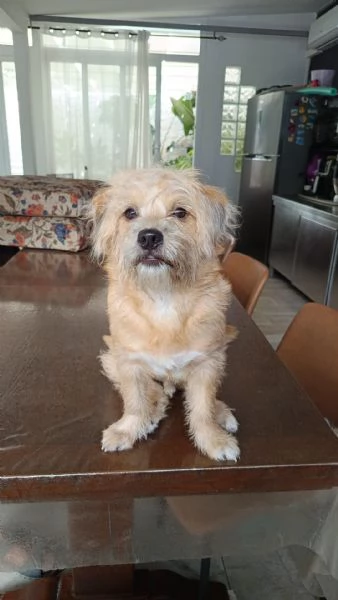 Chicco cucciolotto taglia piccola socievole con cani e gatti  | Foto 2