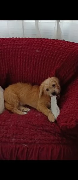 Chicco cucciolotto taglia piccola socievole con cani e gatti  | Foto 1