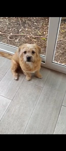 Chicco cucciolotto taglia piccola socievole con cani e gatti  | Foto 0