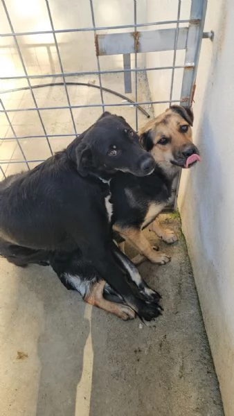 Andrea timido e dolce con tutti | Foto 4