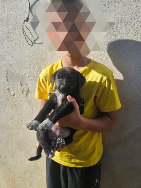Spiga cucciola taglia contenuta  | Foto 4