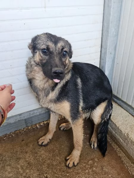 Clotilde cucciolotta taglia piccola timida dolce  | Foto 3