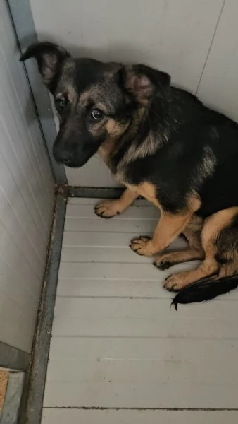 Clotilde cucciolotta taglia piccola timida dolce  | Foto 2