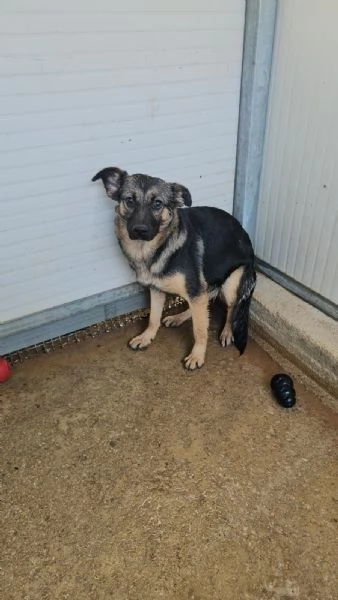 Clotilde cucciolotta taglia piccola timida dolce  | Foto 1