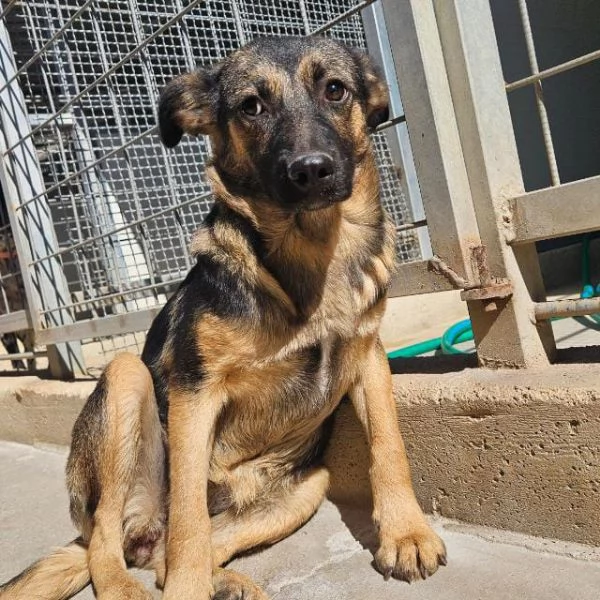 Clotilde cucciolotta taglia piccola timida dolce 