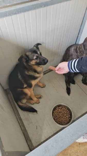 Clotilde cucciolotta taglia piccola timida dolce  | Foto 0