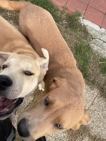 Maschietti 3 mesi mix Golden  Akita  | Foto 6