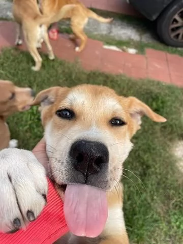 Maschietti 3 mesi mix Golden  Akita  | Foto 5