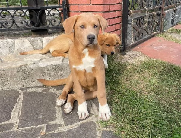 Maschietti 3 mesi mix Golden  Akita 