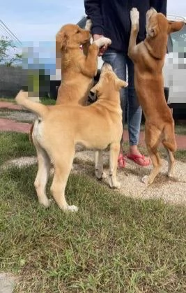 Maschietti 3 mesi mix Golden  Akita  | Foto 3
