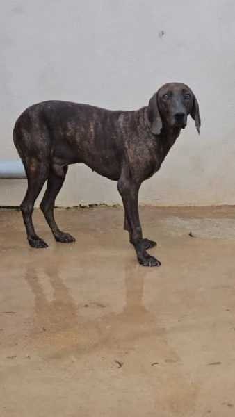 Michele adozione del cuore