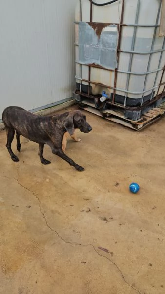 Michele adozione del cuore | Foto 3