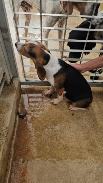 Sbirulino 6 mesi taglia contenuta  | Foto 4