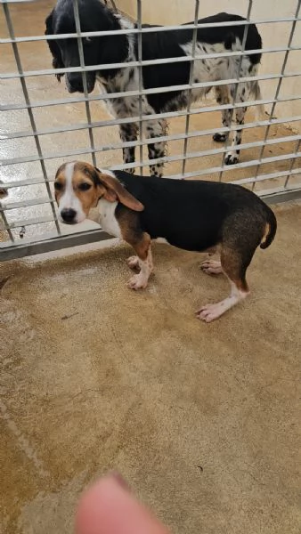 Sbirulino 6 mesi taglia contenuta  | Foto 3