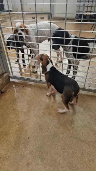 Sbirulino 6 mesi taglia contenuta  | Foto 2