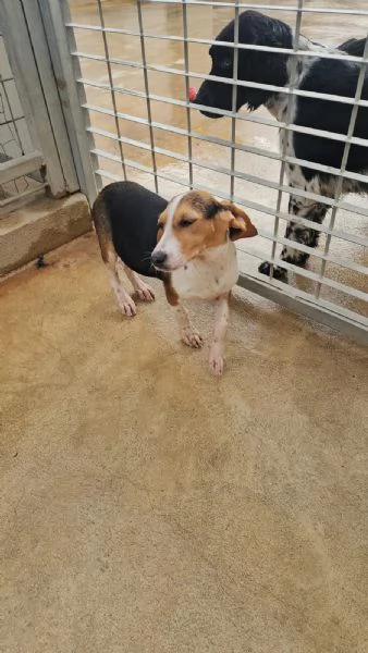 Sbirulino 6 mesi taglia contenuta  | Foto 1