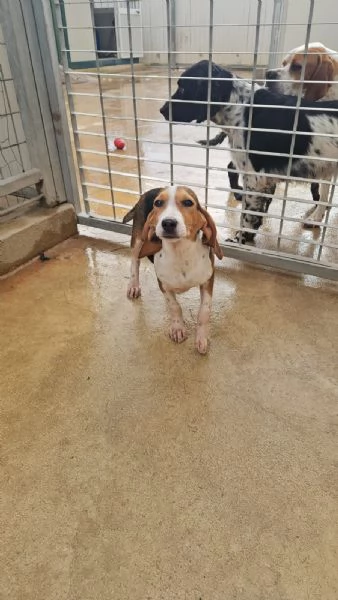 Sbirulino 6 mesi taglia contenuta 