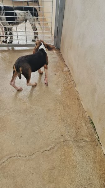 Sbirulino 6 mesi taglia contenuta  | Foto 0