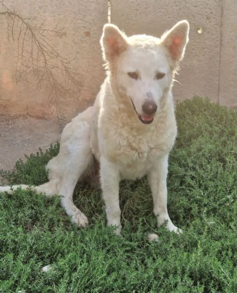 Claudia 2 anni taglia media socievole  | Foto 2