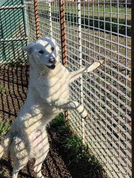 Claudia 2 anni taglia media socievole  | Foto 6