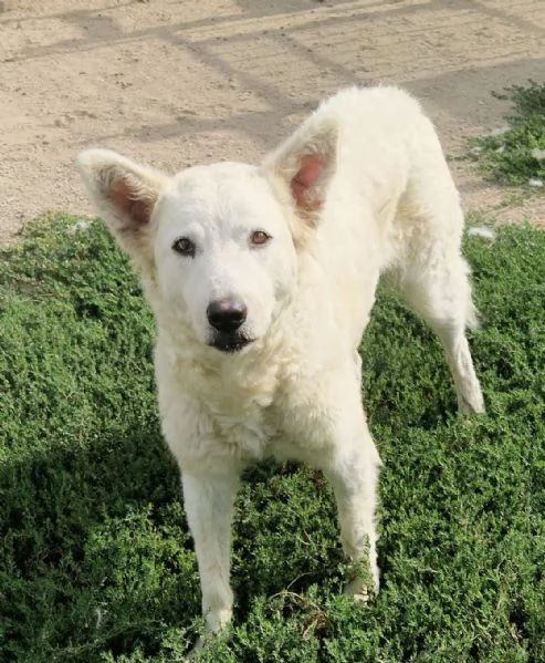 Claudia 2 anni taglia media socievole  | Foto 1