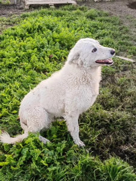 Claudia 2 anni taglia media socievole  | Foto 5