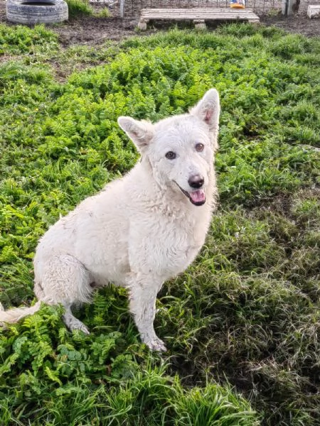 Claudia 2 anni taglia media socievole 