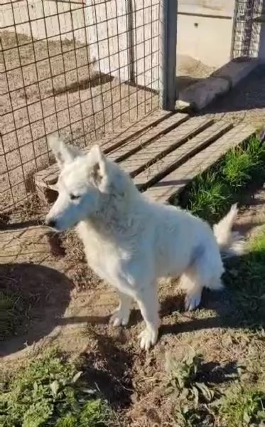 Claudia 2 anni taglia media socievole  | Foto 4