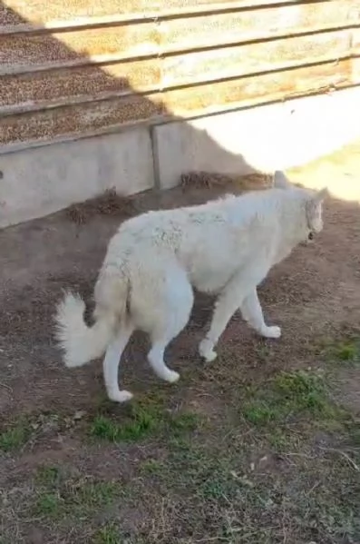 Claudia 2 anni taglia media socievole  | Foto 2