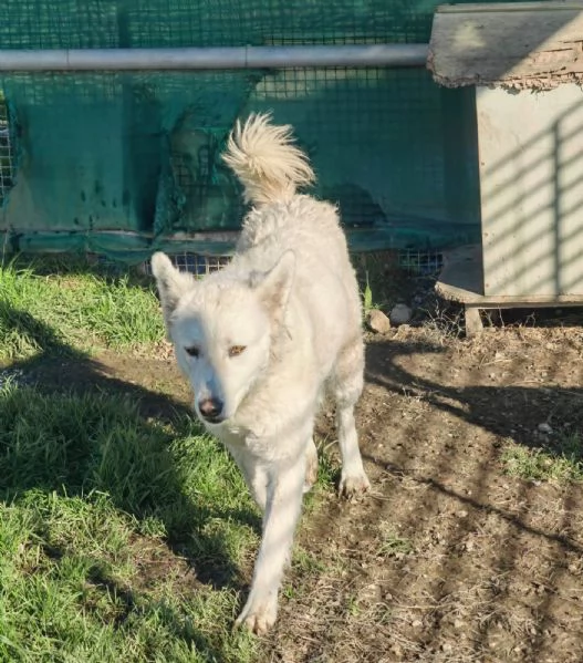 Claudia 2 anni taglia media socievole  | Foto 1