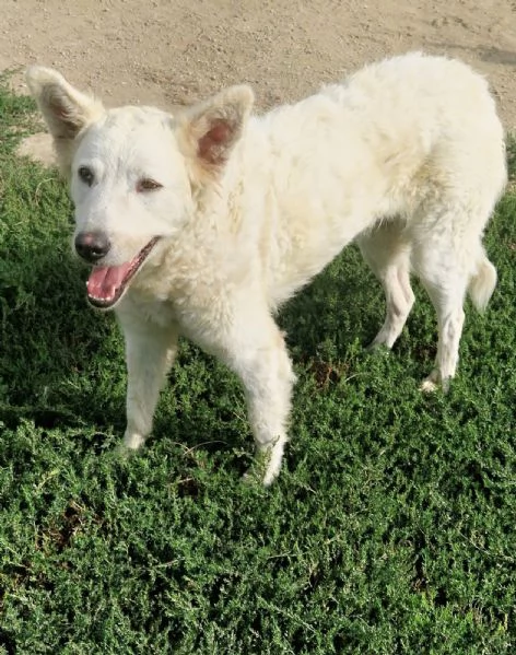 Claudia 2 anni taglia media socievole  | Foto 0