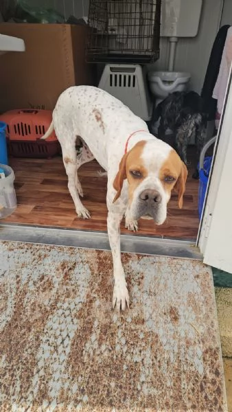 Mais dolce e socievole Pointer