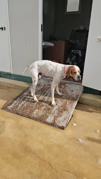 Mais dolce e socievole Pointer | Foto 6