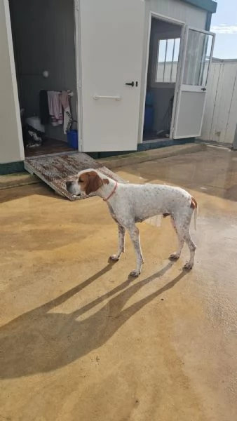 Mais dolce e socievole Pointer | Foto 5