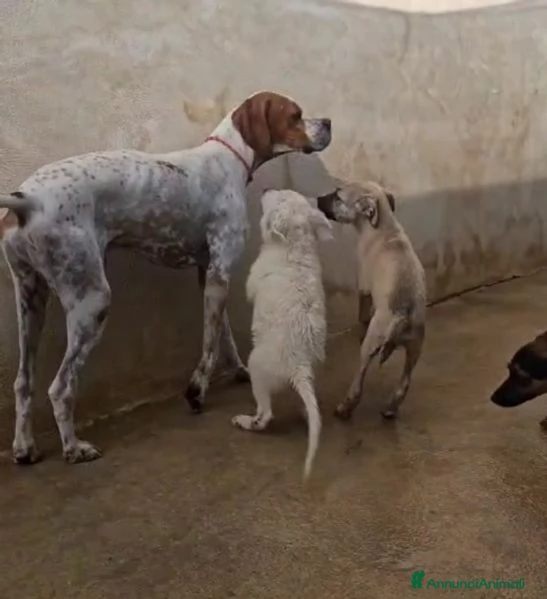 Mais dolce e socievole Pointer | Foto 3