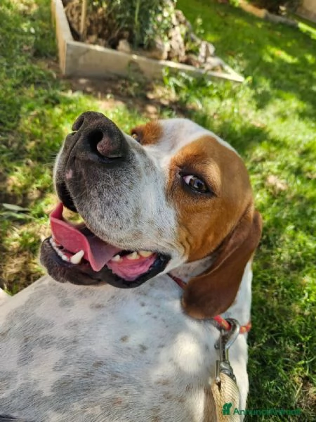 Mais dolce e socievole Pointer | Foto 2