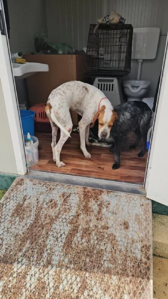 Mais dolce e socievole Pointer | Foto 1