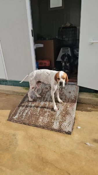 Mais dolce e socievole Pointer | Foto 0