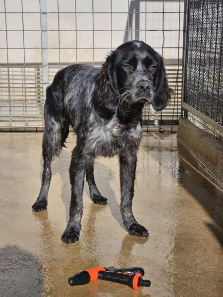 Cocco giovane setterino socievole 