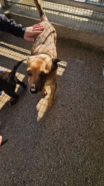 Titta taglia piccola socievole e dolce  | Foto 5