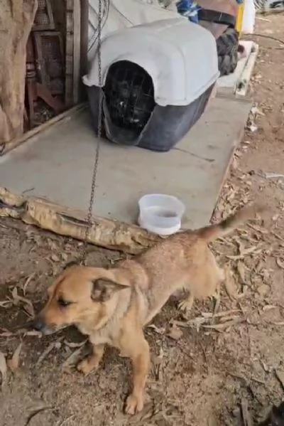 Titta taglia piccola socievole e dolce 